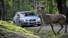 Veiligheid voor alles - Volvo ontwikkelt (ren)dierdetectie