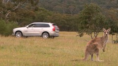 Volvo ontwikkelt kangoeroedetectie in Australie