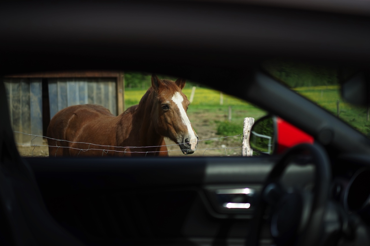 Autotest Ford Mustang 2.3 EcoBoost en 5.0 V8. We reden in Munchen met de nieuwe Ford Mustang, die je koopt als viercilinder maar eigenlijk wilt hebben als achtcilinder.