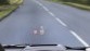 Laser Head-up Display