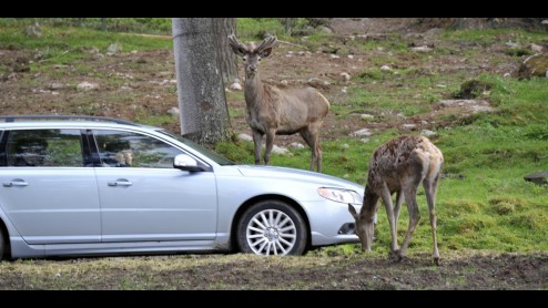 Volvo heeft verder gestudeerd op veiligheid onderweg en komt nu met een systeem dat aanrijdingen met wilde dieren moet voorkomen. De innovatie is gebaseerd op het voetgangersdetectiesysteem en reageer