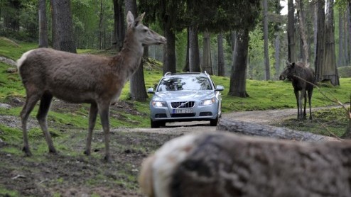 Volvo heeft verder gestudeerd op veiligheid onderweg en komt nu met een systeem dat aanrijdingen met wilde dieren moet voorkomen. De innovatie is gebaseerd op het voetgangersdetectiesysteem en reageer