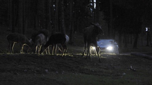 Volvo heeft verder gestudeerd op veiligheid onderweg en komt nu met een systeem dat aanrijdingen met wilde dieren moet voorkomen. De innovatie is gebaseerd op het voetgangersdetectiesysteem en reageer