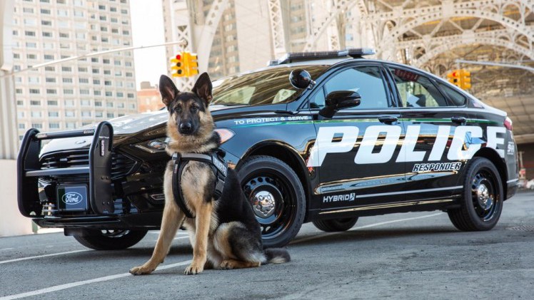 Ford presenteert de nieuwe lichting Amerikaanse Police Interceptors. Daar zit ook een primeur bij, want Ford levert de eerste hybride politieauto geschikt voor achtervolgingen.