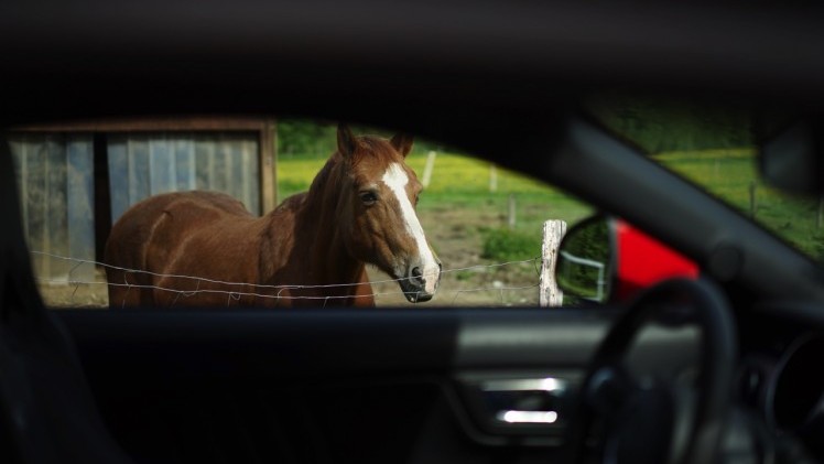 Autotest Ford Mustang 2.3 EcoBoost en 5.0 V8. We reden in Munchen met de nieuwe Ford Mustang, die je koopt als viercilinder maar eigenlijk wilt hebben als achtcilinder.