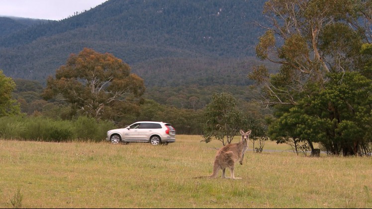 Volvo ontwikkeld kangoeroedetectie voor de markt in Australi?, zodat een aanrijding met een kangoeroe daadwerkelijk voorkomen kan worden.