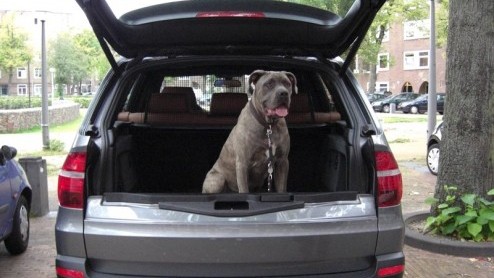 De BMW X5 is d grote hit van BMW. Het merk had in 1999 al snel hun antwoord op 'de SUV' klaar en dat bleef niet onopgemerkt. Hij staat tegenwoordig bekend als d good looking, sportief rijdende P.C-H